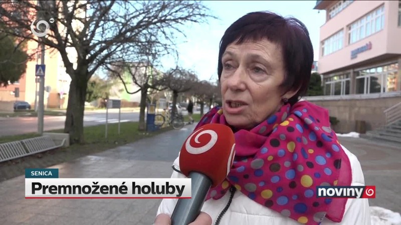 Premnožené holuby