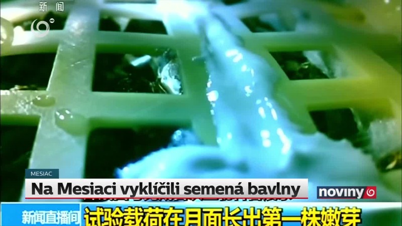 Na Mesiaci vyklíčili semená bavlny