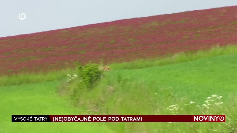 (NE)OBYČAJNÉ POLE POD TATRAMI