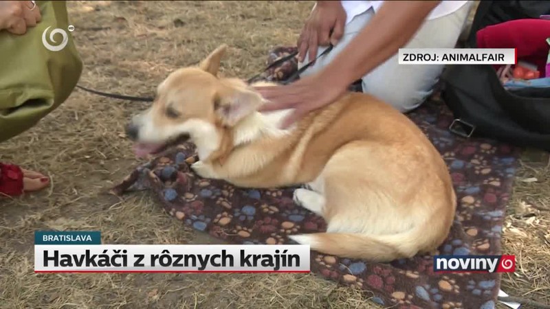 Havkáči z rôznych krajín