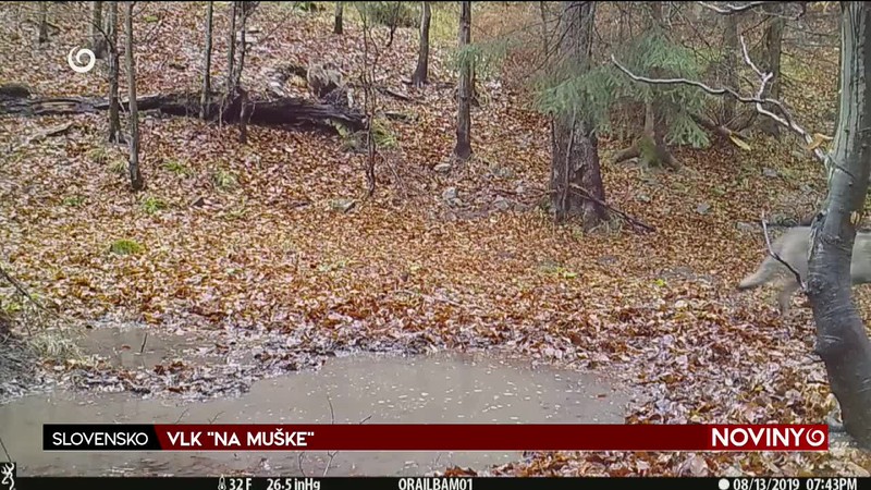 VLK "NA MUŠKE"