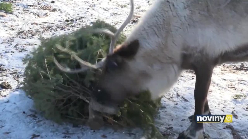 Vianočné stromčeky pre zvieratá