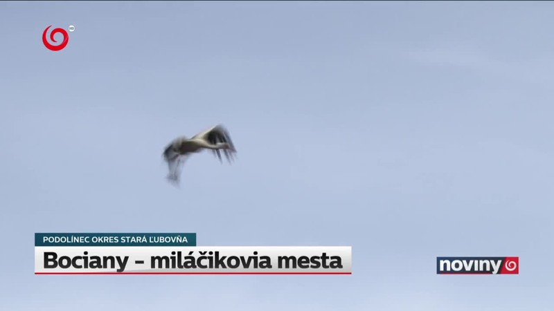 Bociany - miláčikovia mesta