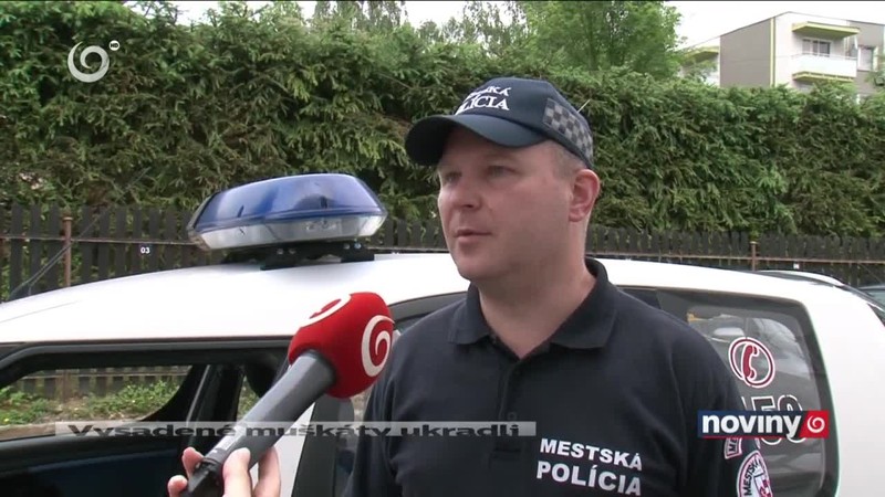 Vysadené muškáty ukradli