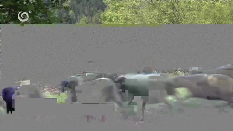 Čistili zelenú hranicu