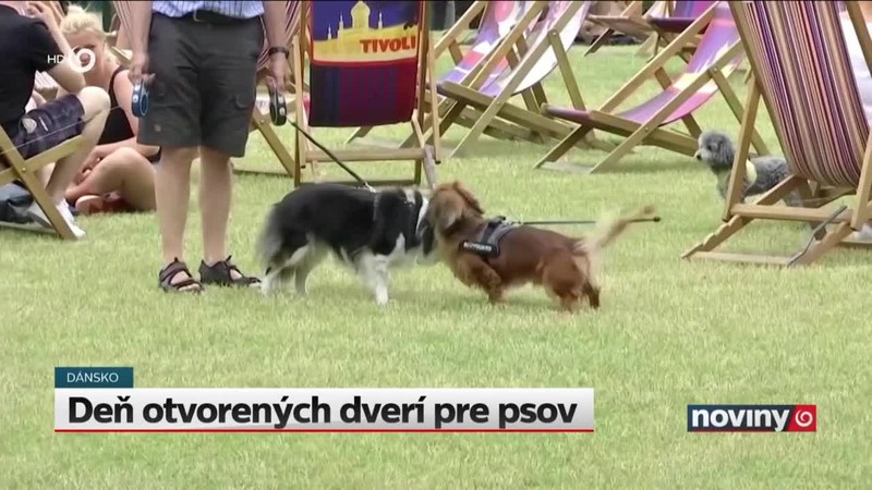 Deň otvorených dverí pre psov