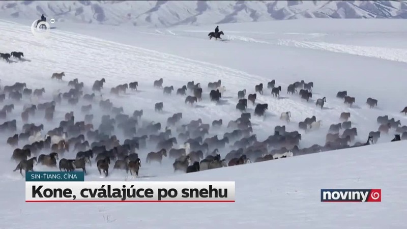 Kone, cválajúce po snehu