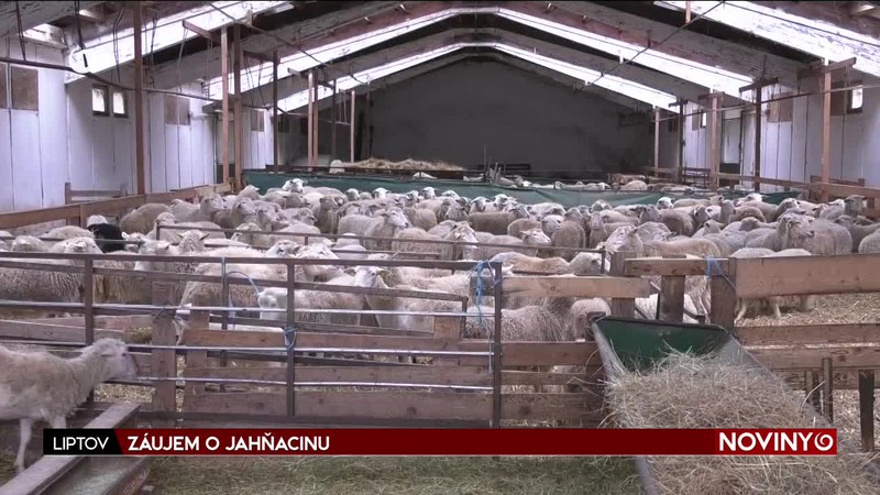 ZÁUJEM O JAHŇACINU