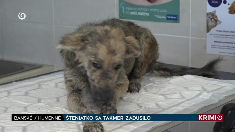 ŠTENIATKO SA TAKMER ZADUSILO