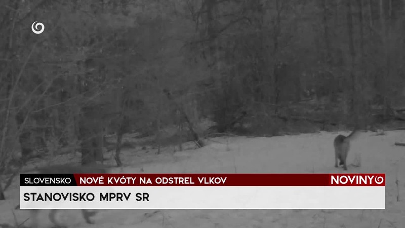 NOVÉ KVÓTY NA ODSTREL VLKOV