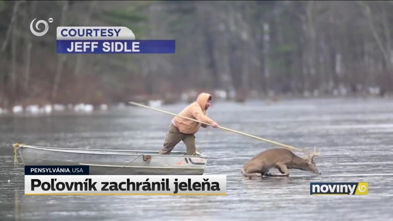 Poľovník zachránil jeleňa