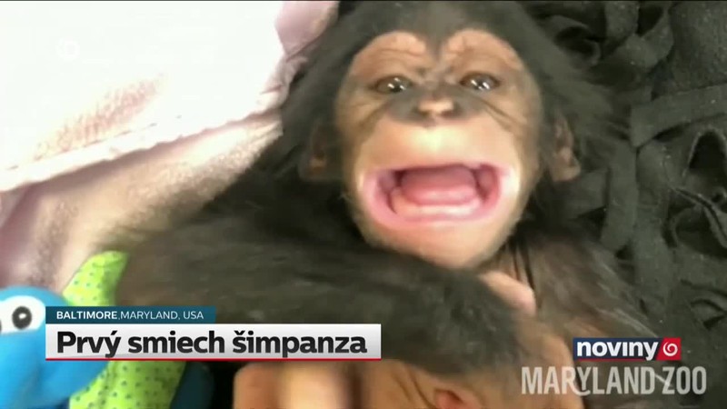 Prvý smiech šimpanza