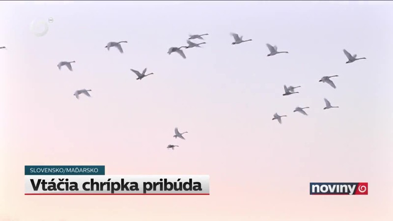 Vtáčia chrípka pribúda