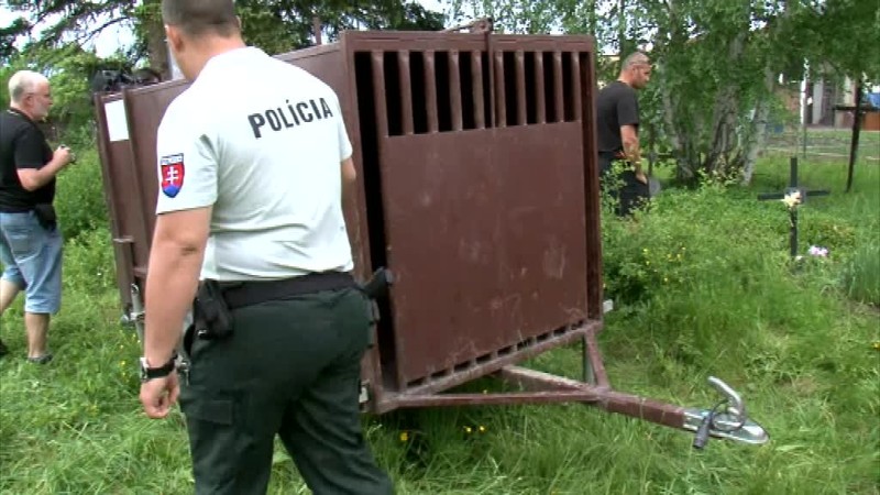 Smutný medvedí príbeh. Medvedica Inga prišla o mláďatá