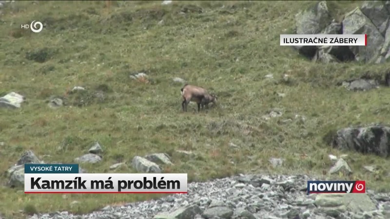 Kamzík má problém