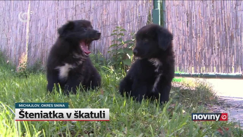 Šteniatka v škatuli