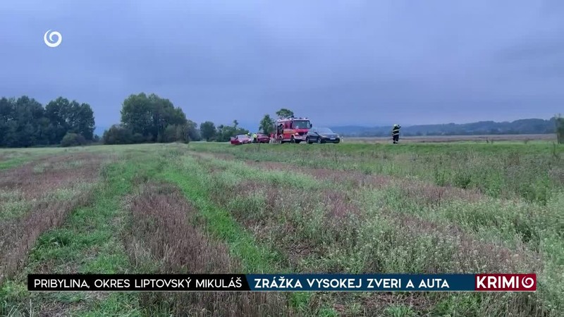 ZRÁŽKA VYSOKEJ ZVERI A AUTA