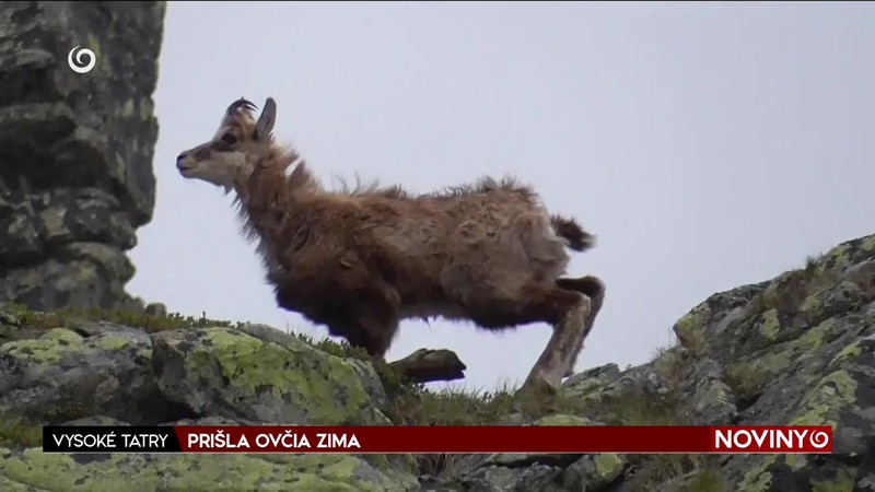 PRIŠLA OVČIA ZIMA