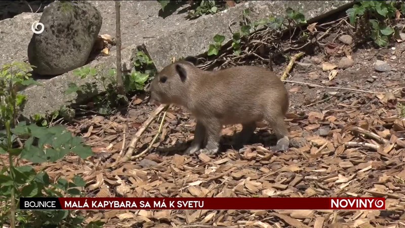 NOVÝ VLÁDNY KABINET