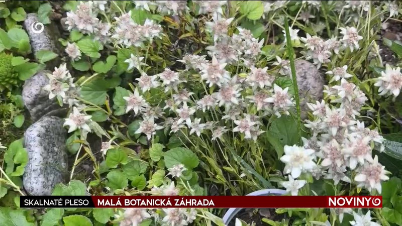 MALÁ BOTANICKÁ ZÁHRADA