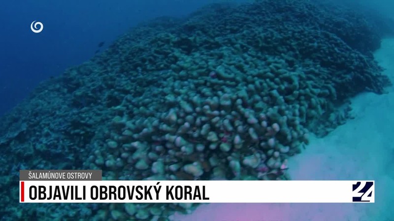 OBJAVILI OBROVSKÝ KORAL