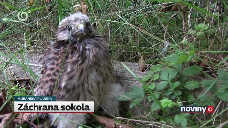 Záchrana sokola