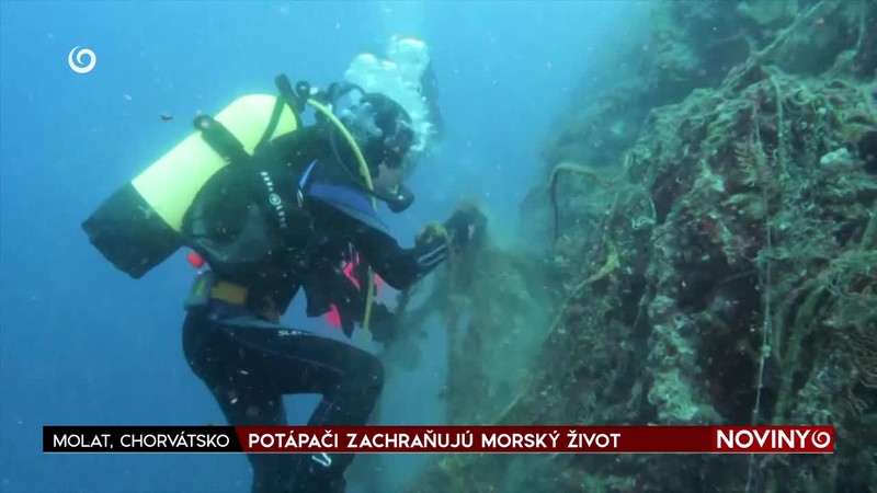 POTÁPAČI ZACHRAŇUJÚ MORSKÝ ŽIVOT
