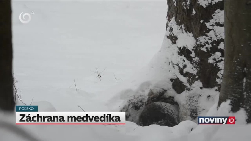 Záchrana medvedíka