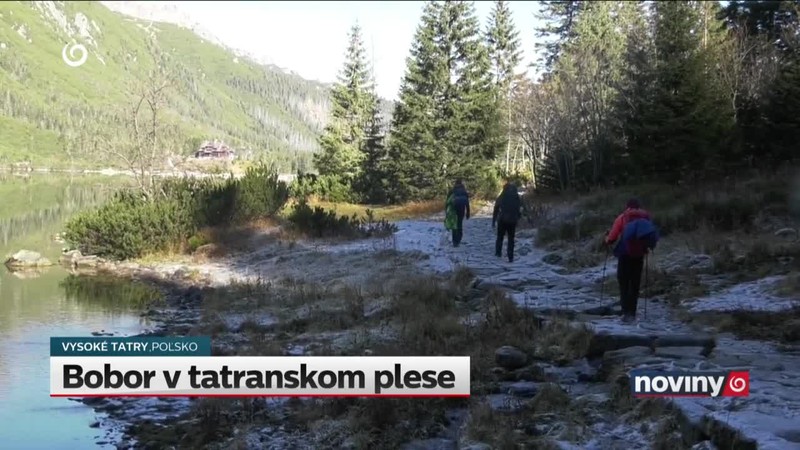 Bobor v tatranskom plese