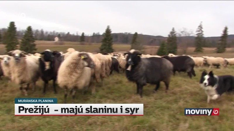 Prežijú  - majú slaninu i syr