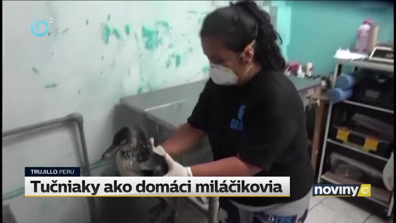 Tučniaky ako domáci miláčikovia