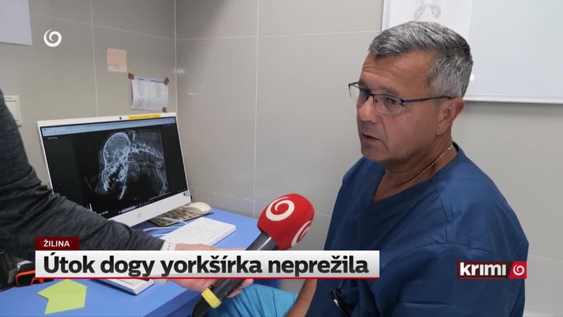 Útok dogy yorkšírka neprežila