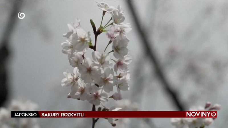 SAKURY ROZKVITLI