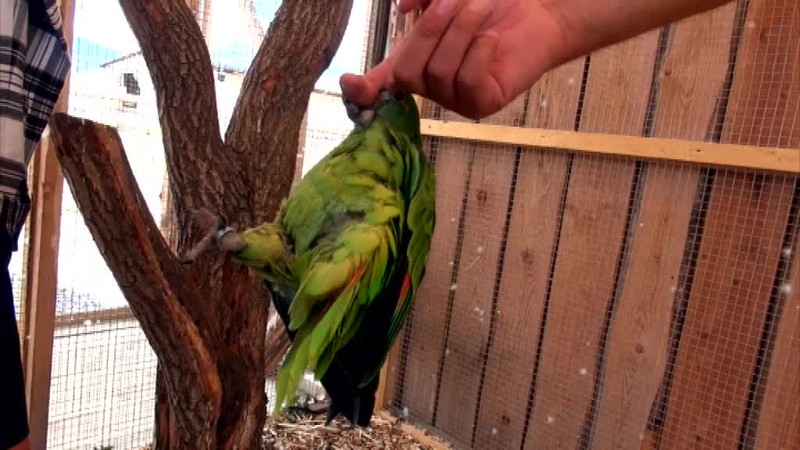 Marek Hamšík vliezol do klietky s medveďom