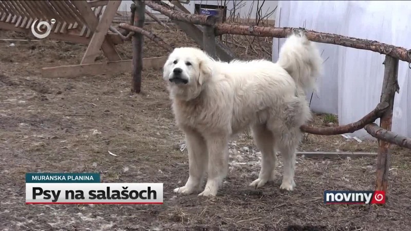 Psy na salašoch