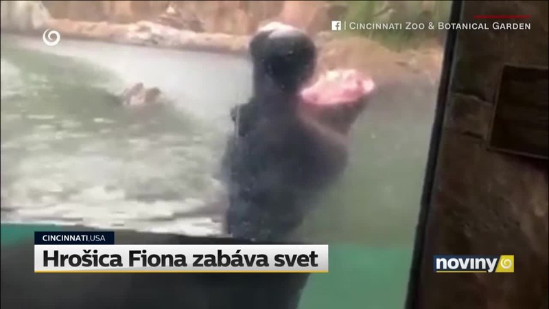 Hrošica Fiona zabáva svet