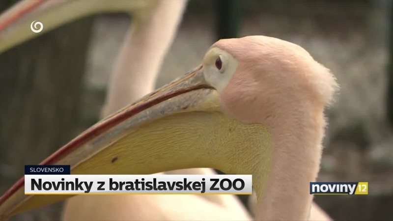 Novinky z bratislavskej ZOO