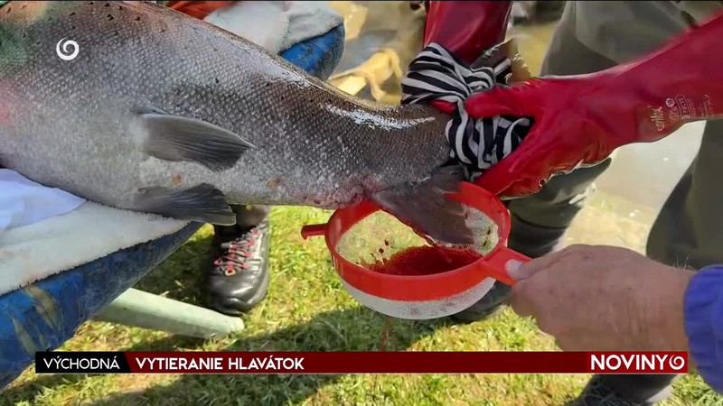 VYTIERANIE HLAVÁTOK