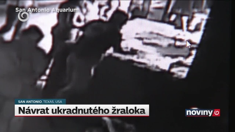 Návrat ukradnutého žraloka