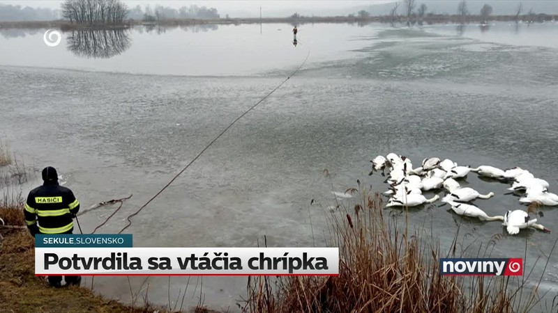 Potvrdila sa vtáčia chrípka
