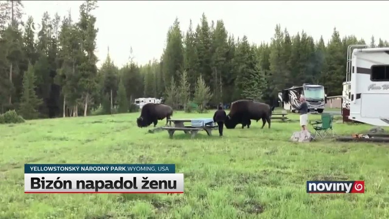 Bizón napadol ženu