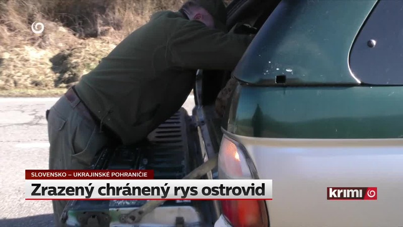 Zrazený chránený rys ostrovid