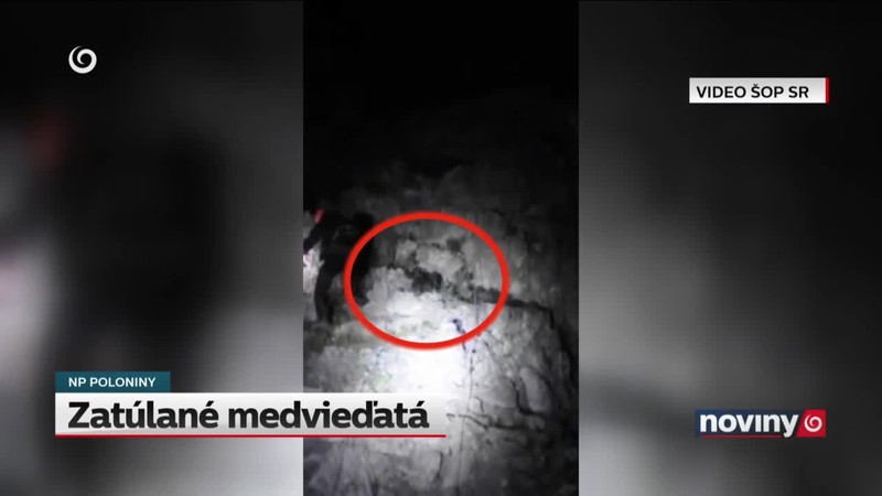 Zatúlané medvieďatá