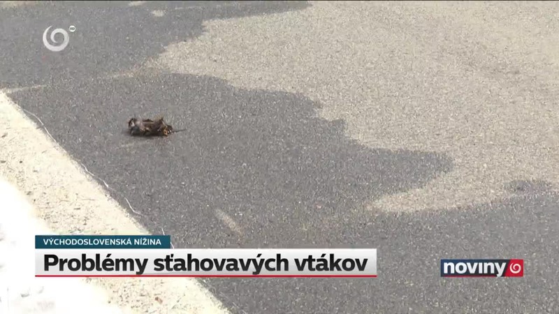 Problémy sťahovavých vtákov
