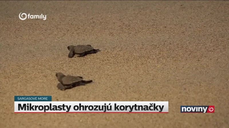 Mikroplasty ohrozujú korytnačky