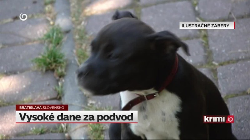 Vysoké dane za podvod