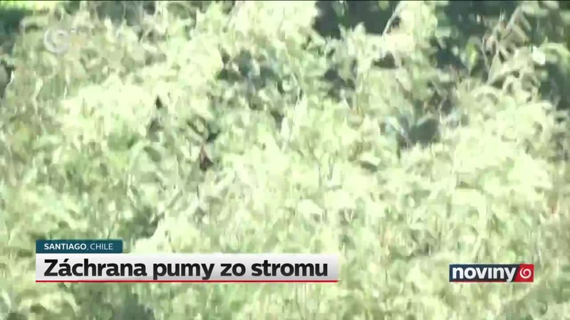 Záchrana pumy zo stromu