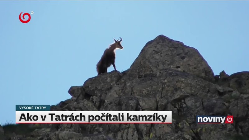 Ako v Tatrách počítali kamzíky