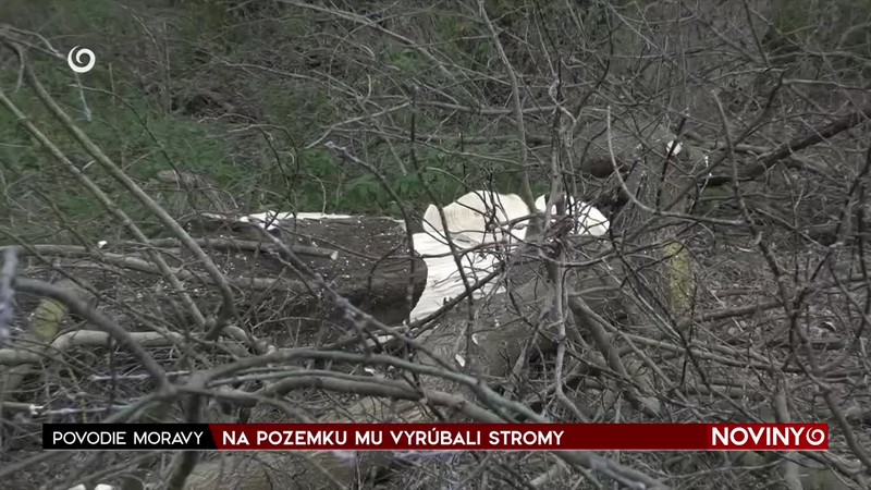 NA POZEMKU MU VYRÚBALI STROMY