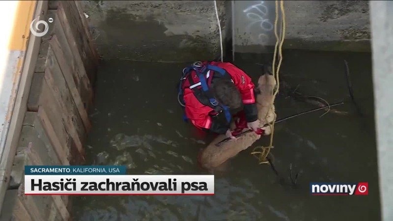 Hasiči zachraňovali psa